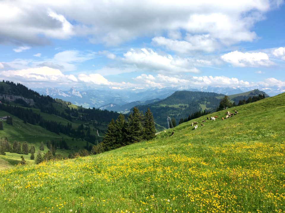 Nature, Cows, Hills
