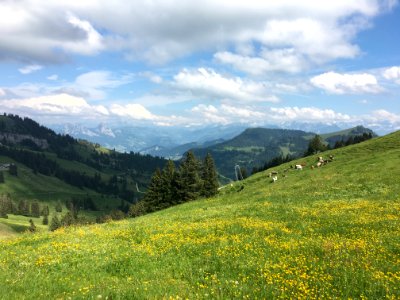Nature, Cows, Hills