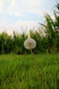 South korea, Grass