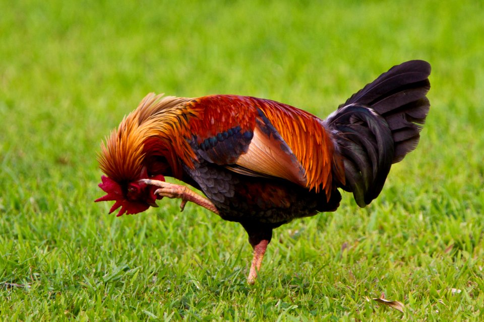 Hanalei bay, United states, Rooster