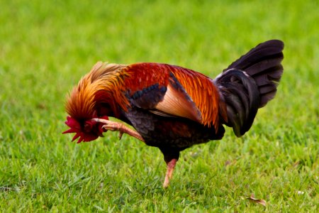 Hanalei bay, United states, Rooster photo