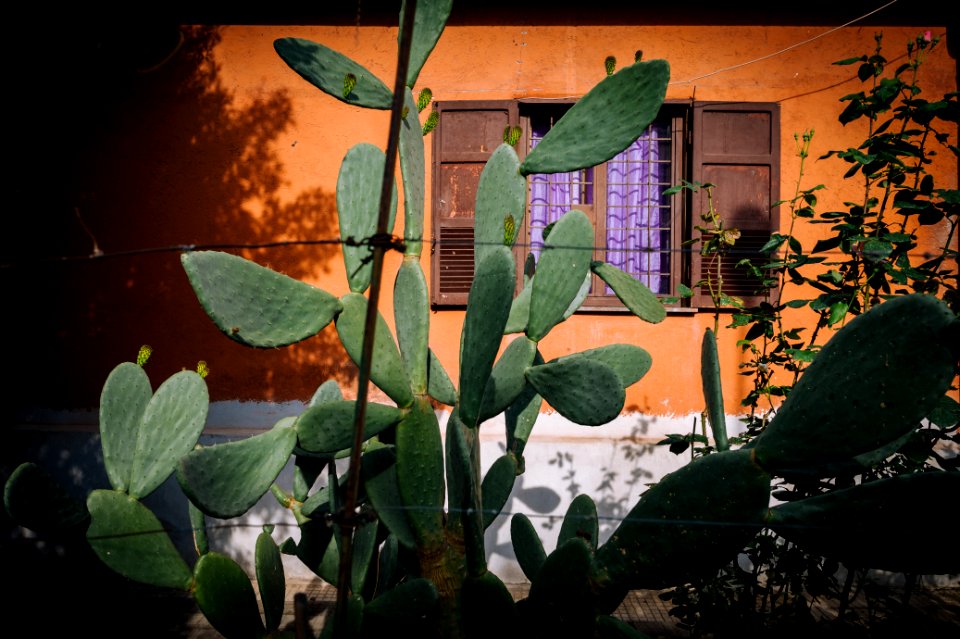 Metropolitan city of rome, Italy, Cactus