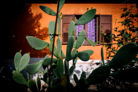 Metropolitan city of rome, Italy, Cactus