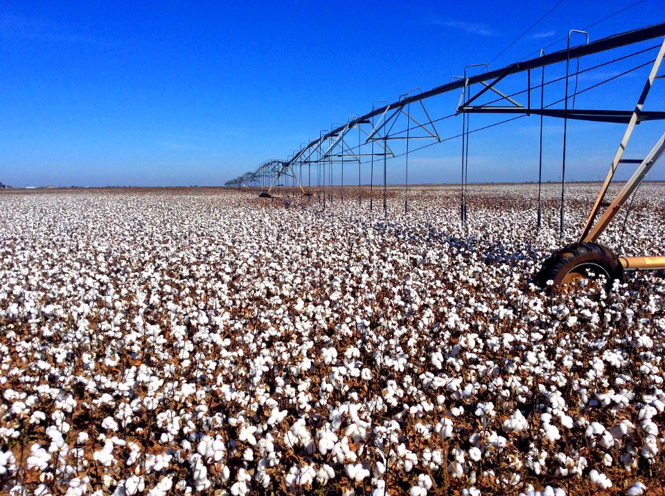 Lubbock, United states, Bolls