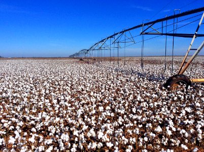 Lubbock, United states, Bolls