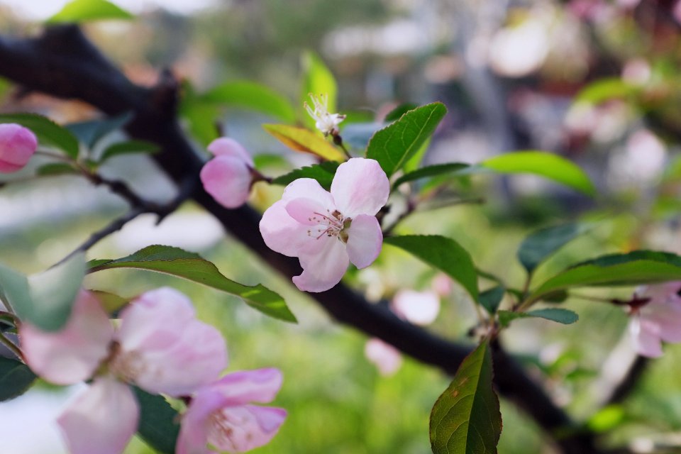 Garden, Flower, Spring
