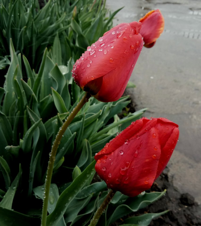 Garden, Flowers, Roses