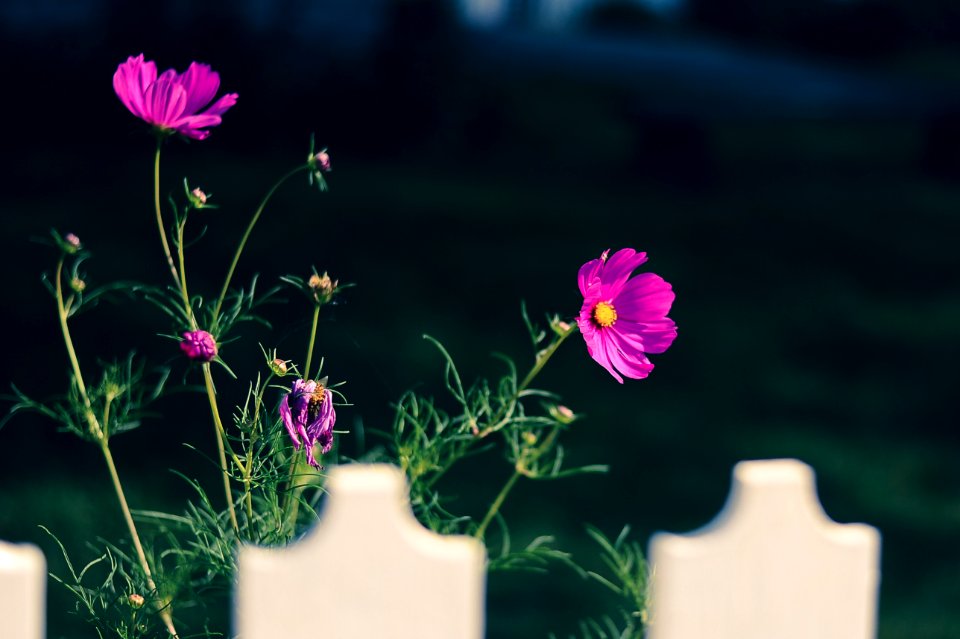 White fence, Purple flower, Flower