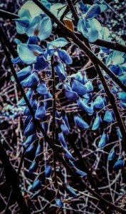 Flower, Blue, Tree