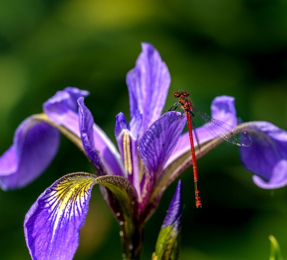 Macro, Dragonfly, Lily photo