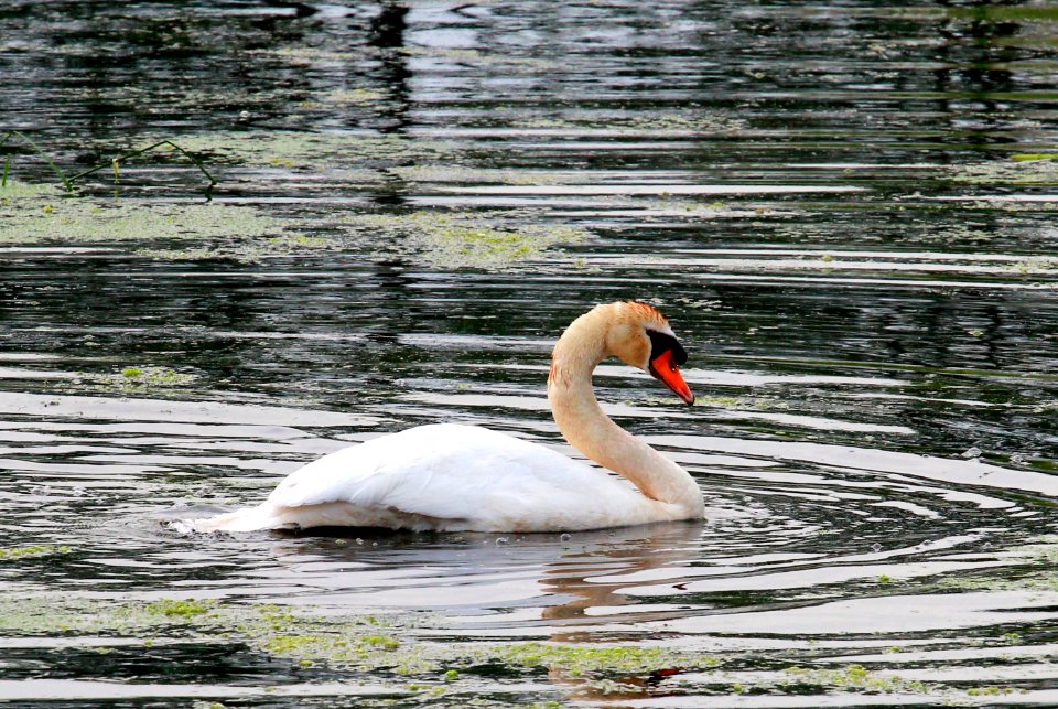 Lake, Swan photo