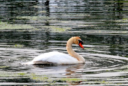 Lake, Swan