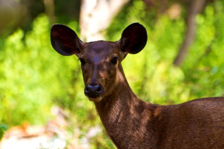 Sri lanka, Wilpattu national park, Sambar deer photo