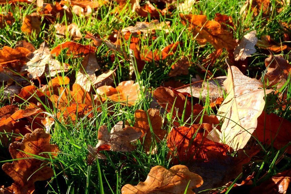 Golden autumn autumn leaves colors
