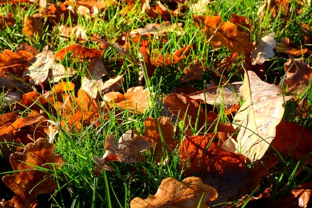 Golden autumn autumn leaves colors photo