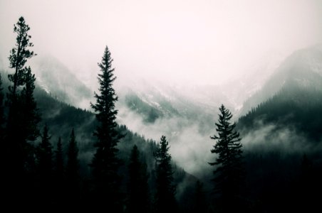 foggy forest photo