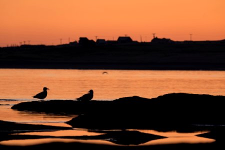 2 ducks on rock silhouette during golden hour photo