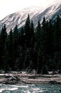 green pine trees