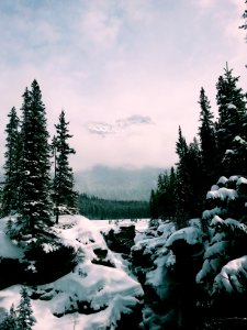 green pine trees and snow field