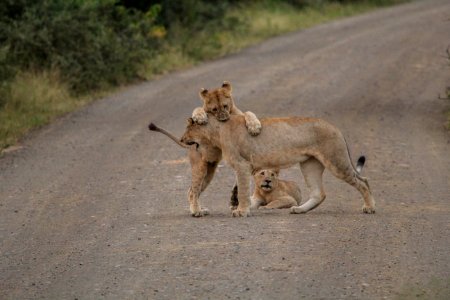 South africa, Park, Travel