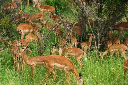 Cobs antelopes herd photo