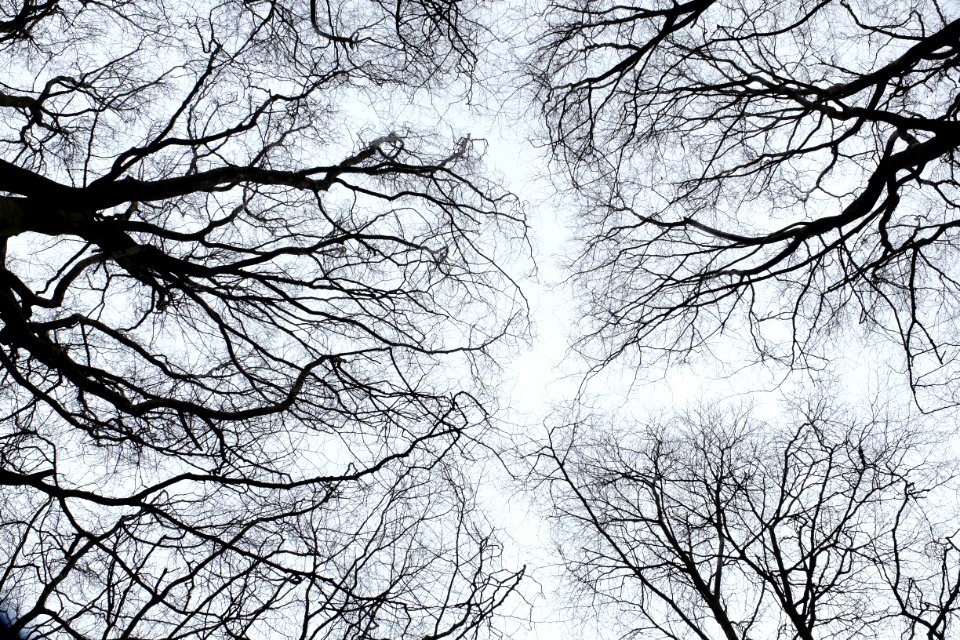 Sky, Trees