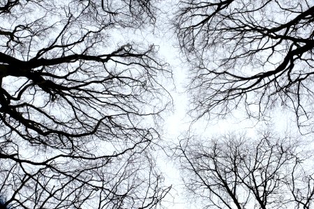 Sky, Trees