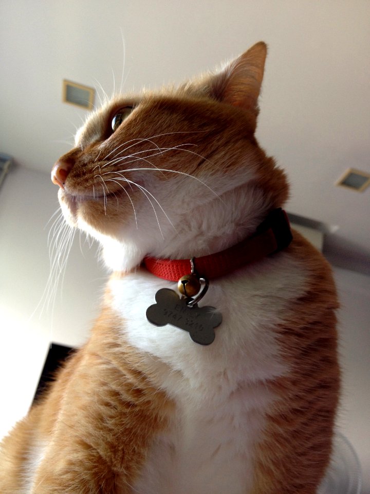 Ginger cat