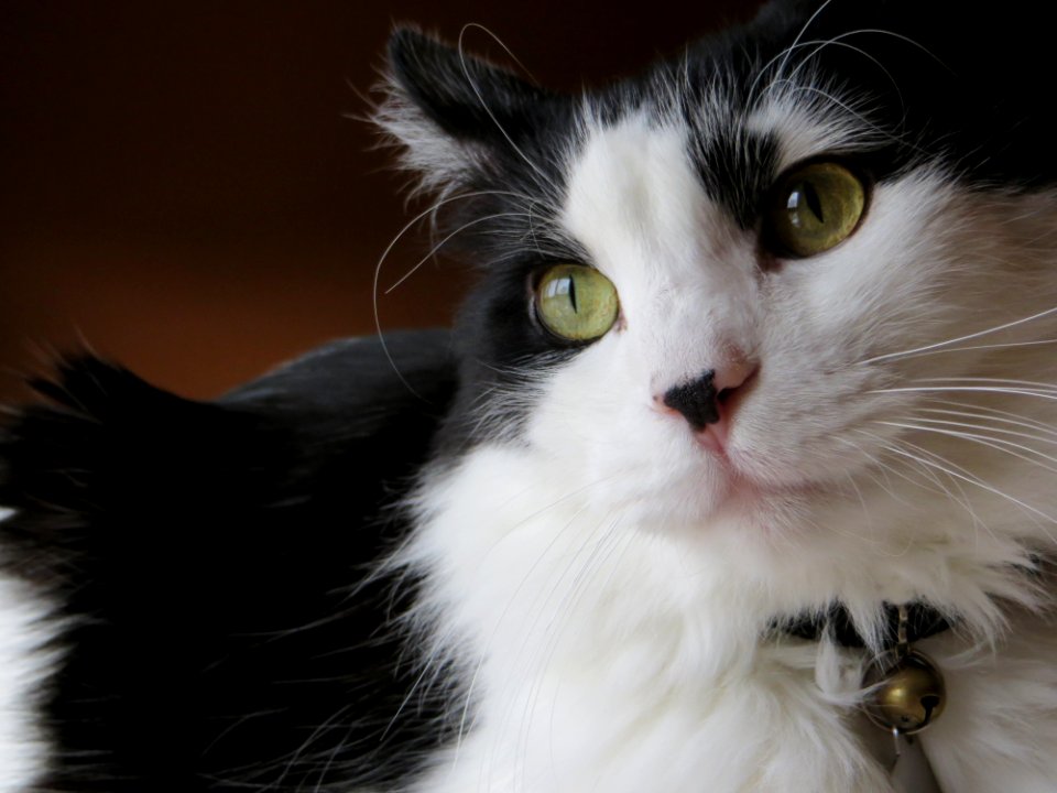 Cat eyes, Crazy cat, Crazy