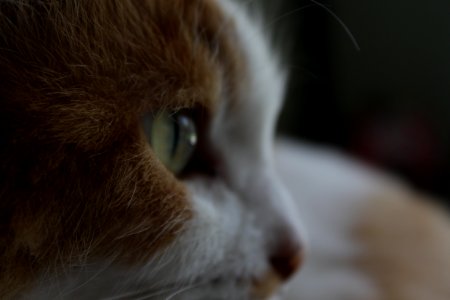 South africa, Cat