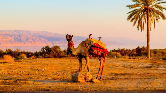 Israel, Sunset, Desert photo