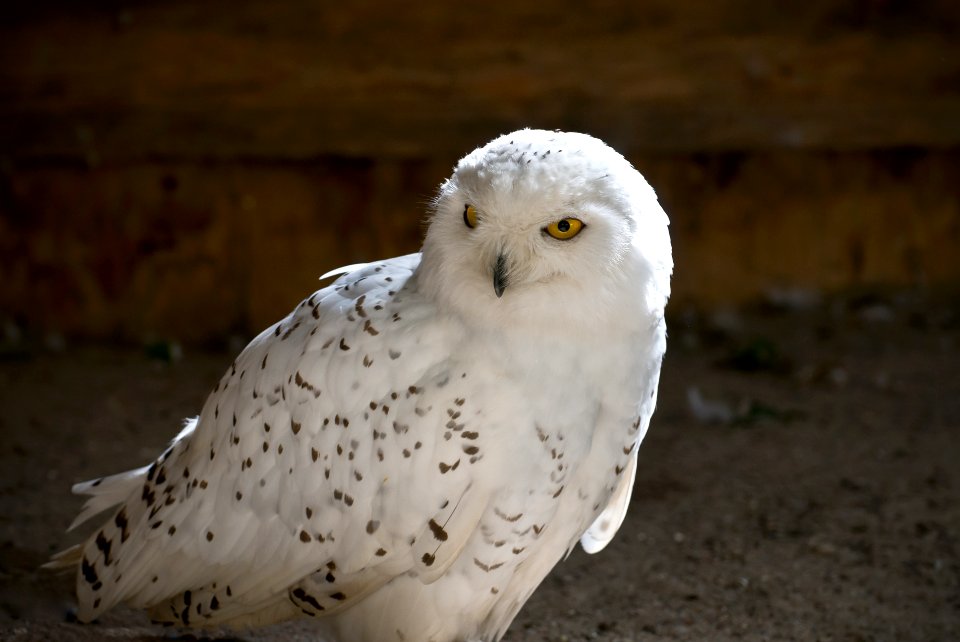 closeup photography of snowy owl