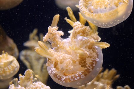 Marine nature aquatic