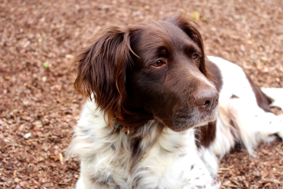 Oldenburg, Germany, Pet