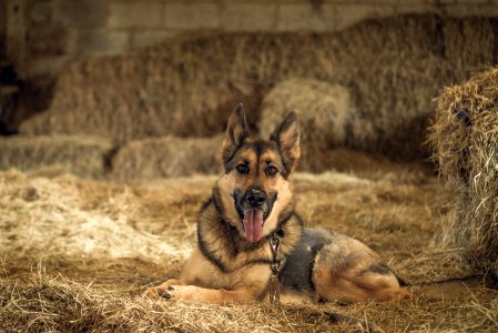 black and tan German shepherd during daytime photo