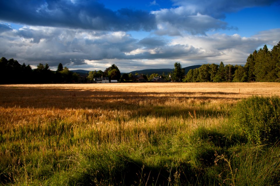 green grass