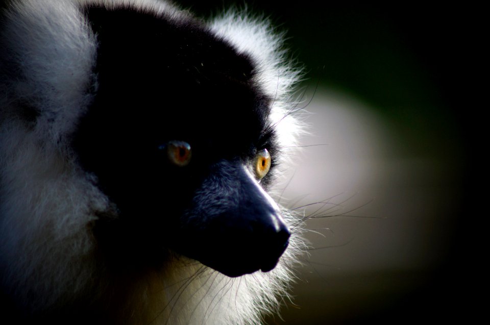 Zsl whipsnade zoo, Whipsnade, United kingdom