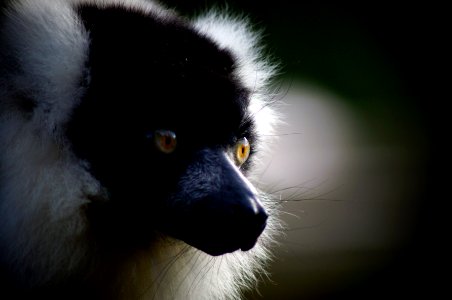 Zsl whipsnade zoo, Whipsnade, United kingdom