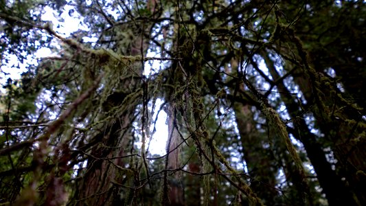 Fremont national forest, United states, Branches