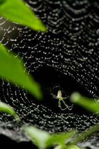 Yilan county, Taiwan, Spider photo