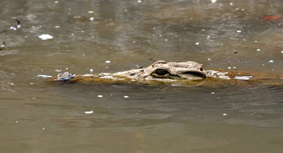 Safari, River, Tanzania