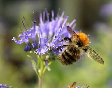 Honey bee pollen photo