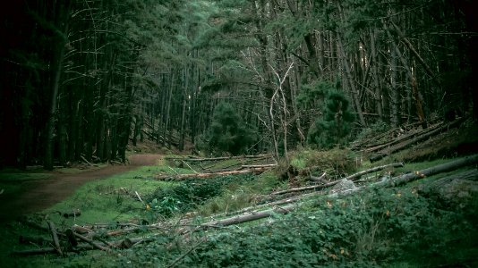 Kuitpo forest reserve, Kuitpo, Australia