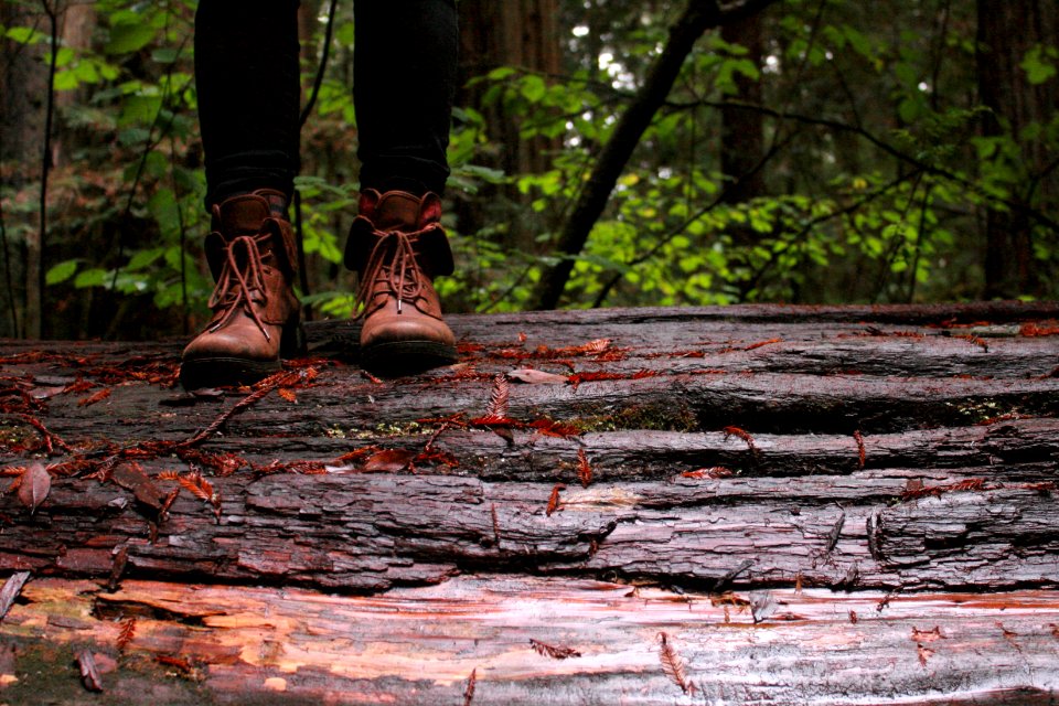 Jedediah smith redwood state park campground, Crescent city, United states