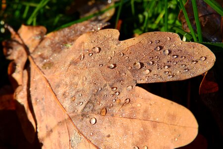 Dew drops of water brown leaves photo