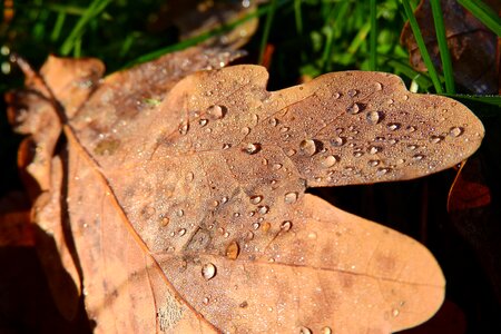Dew drops of water brown leaves