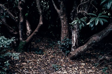green leafed trees