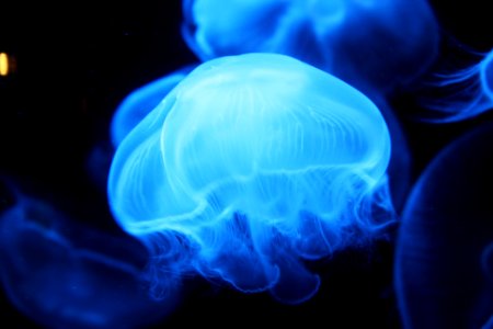 Jellyfish, Ocean photo