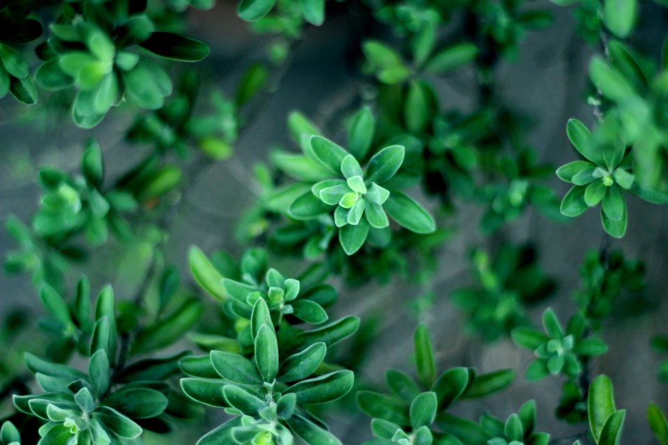 selective focus photograph of green leafed plant
