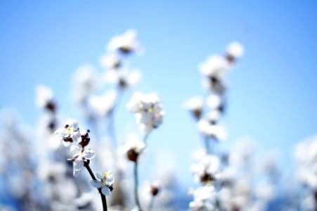 shallow focus photography of flower photo